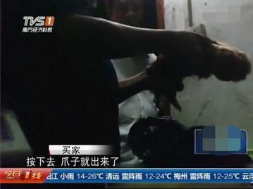 屠宰最新爆料视频大全,屠宰行业内幕视频大盘点